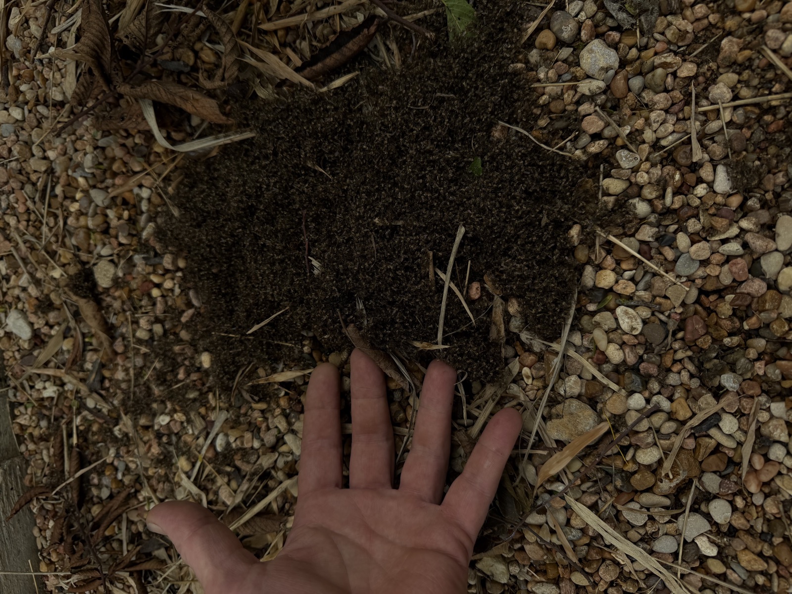 Hand next to pile of mosquitoes caught by GreenGuard CO2 trap — Austin Texas mosquito control