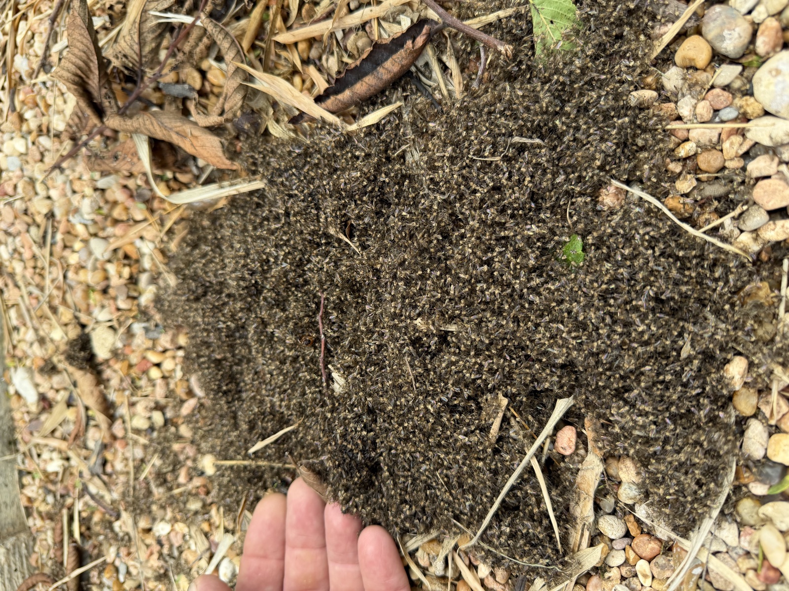 Thousands of dead mosquitoes caught by a single GreenGuard CO2 trap in one week in Austin TX